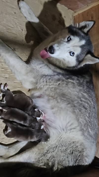 Breeder siberian husky female with 3 pups