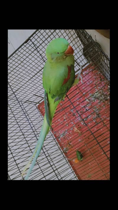 breeder female
