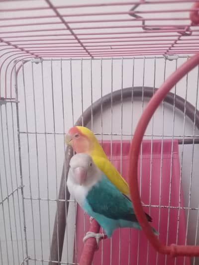 love birds air with cage