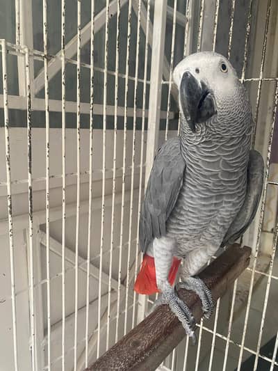 African Grey parrot