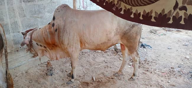 jora for sale