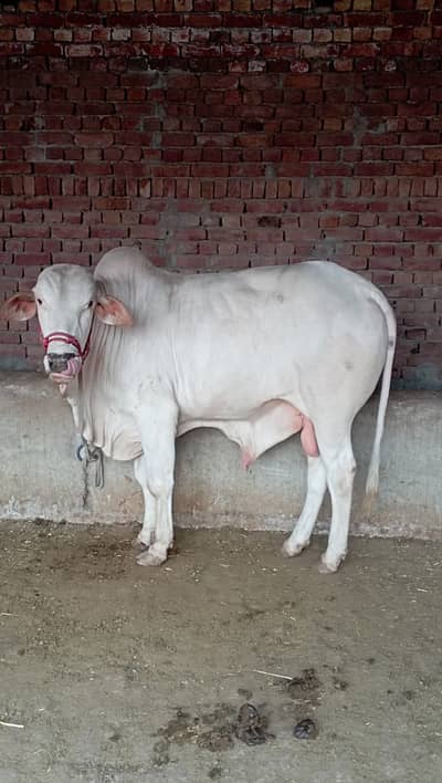 bachra | Bull | Wacha | Qurbani 2026 | ghar ka pala howa | Healthy cow