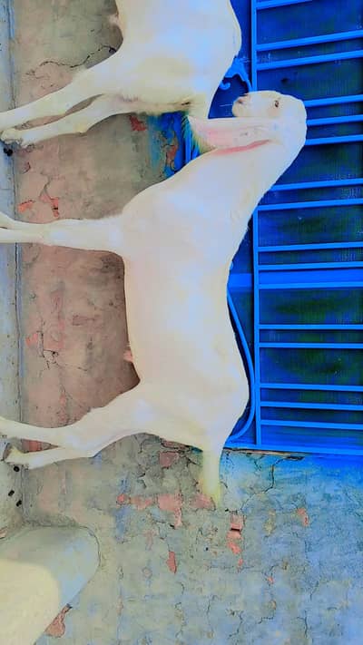 Bakra for sale
