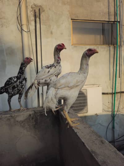 aseel hera pair_cheena pair_chicks