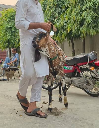 Bakra for Qurbani 2026 | Health Bakra for sale