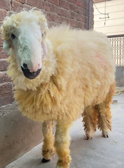 sheep for sale | dumba | mundra | chatra | Qurbani janwar 2026