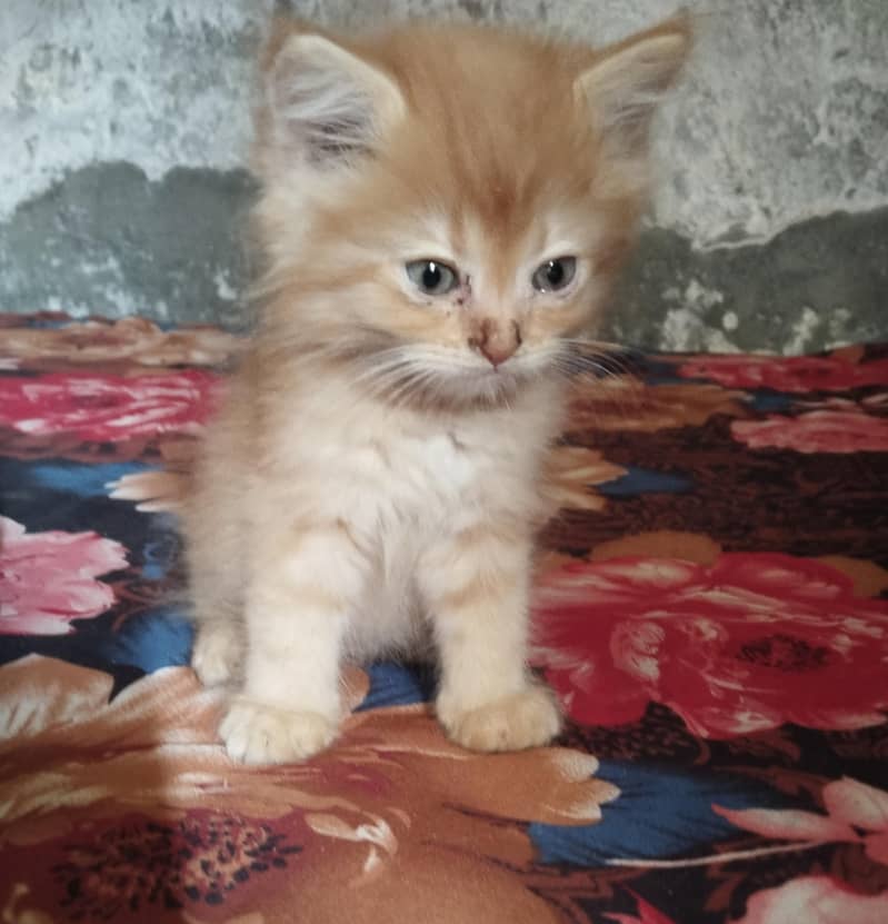 persian kittens for sale 6