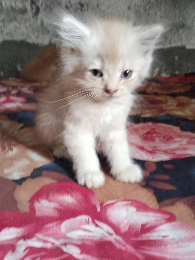 persian kittens for sale 7