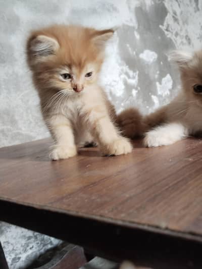 persian kittens
