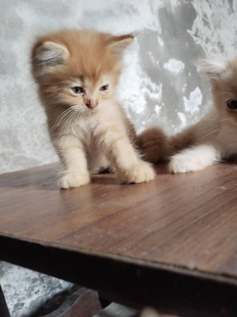 persian kittens for sale 0