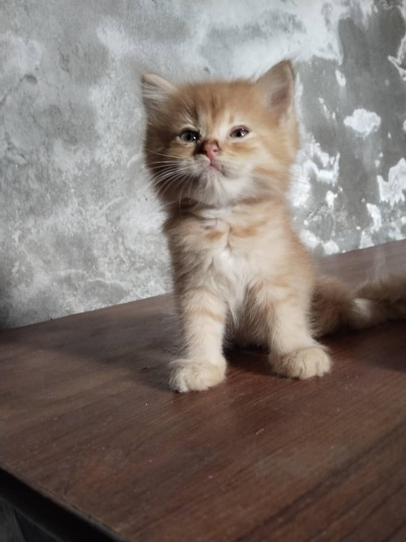 persian kittens for sale 8