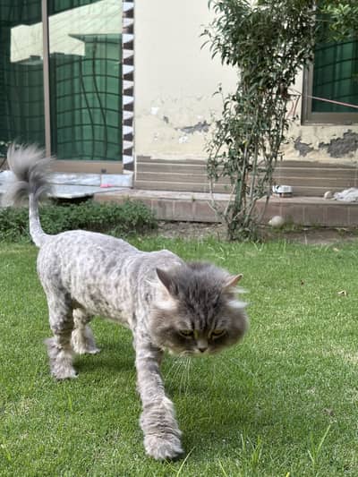 Persian male cat