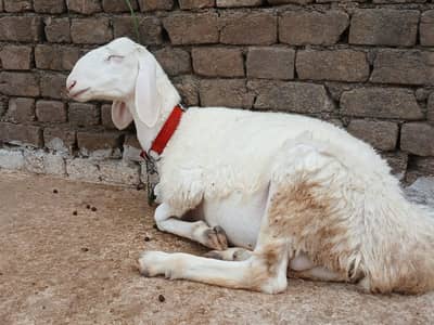 White Dumba