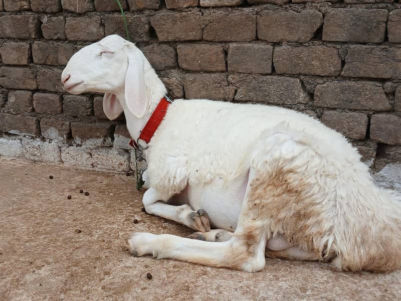 White Dumba 0