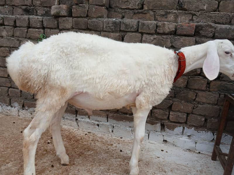 White Dumba 1