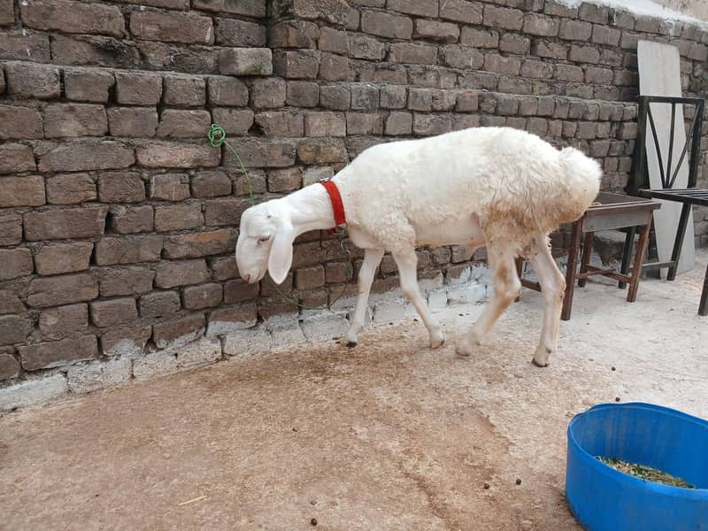 White Dumba 2