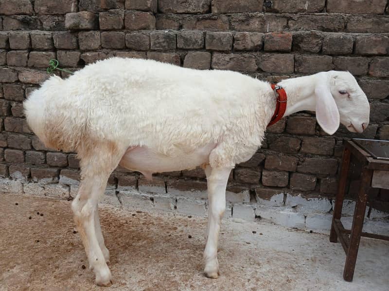 White Dumba 4