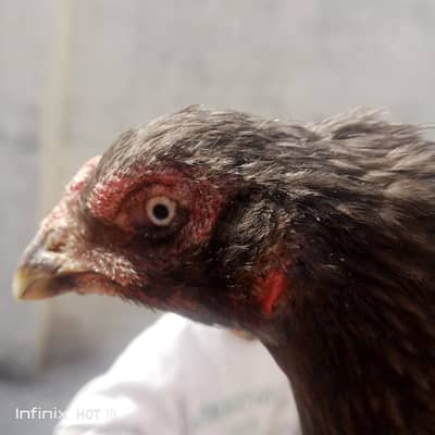 For sale Sleta Thai female