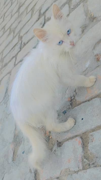 Persian Cat