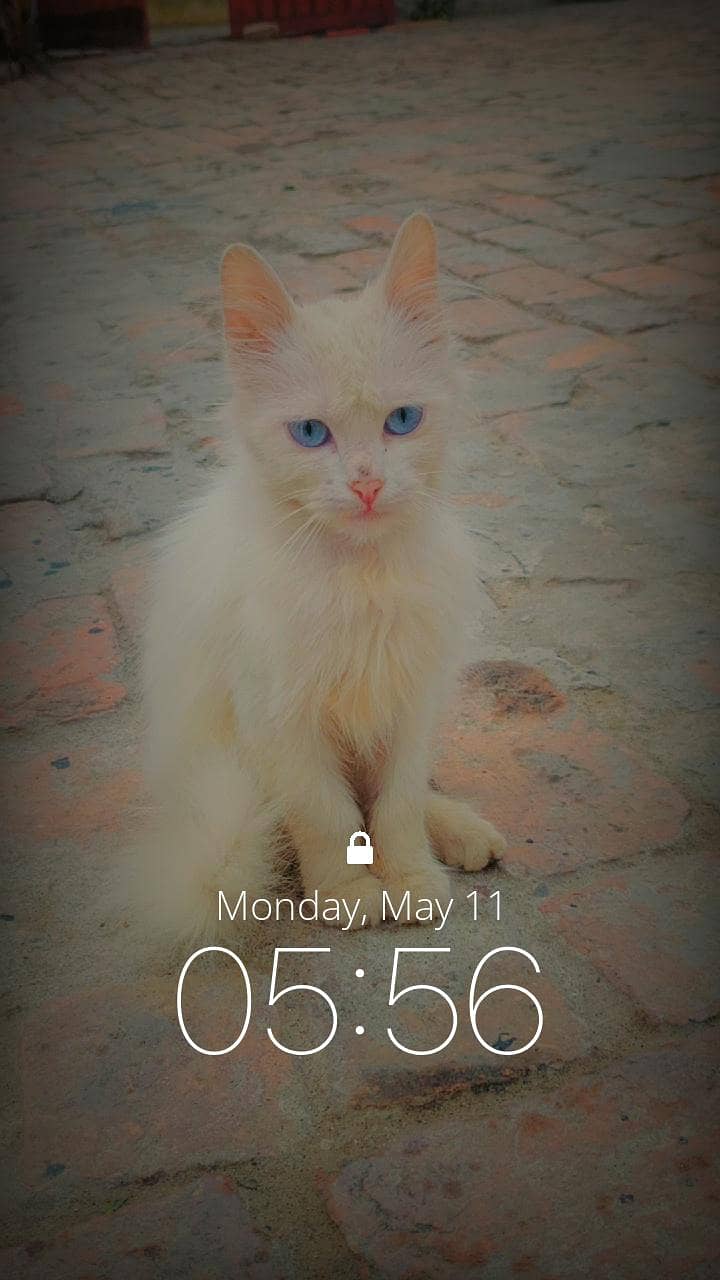 Persian Cat 1