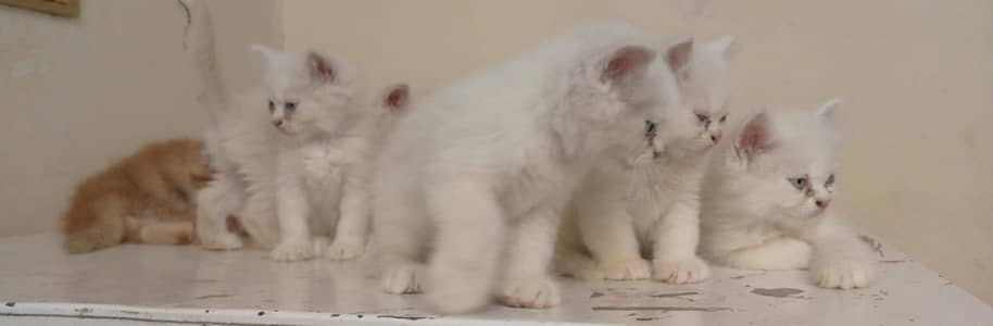 Persion kittens  03007261000