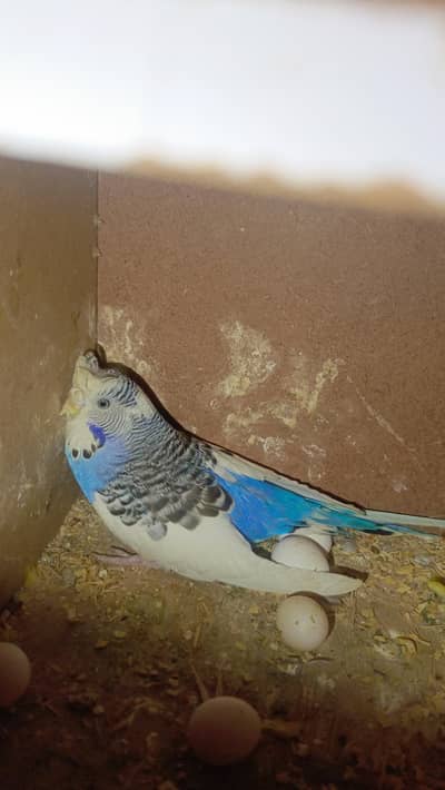 crusted budgie pair with eggs