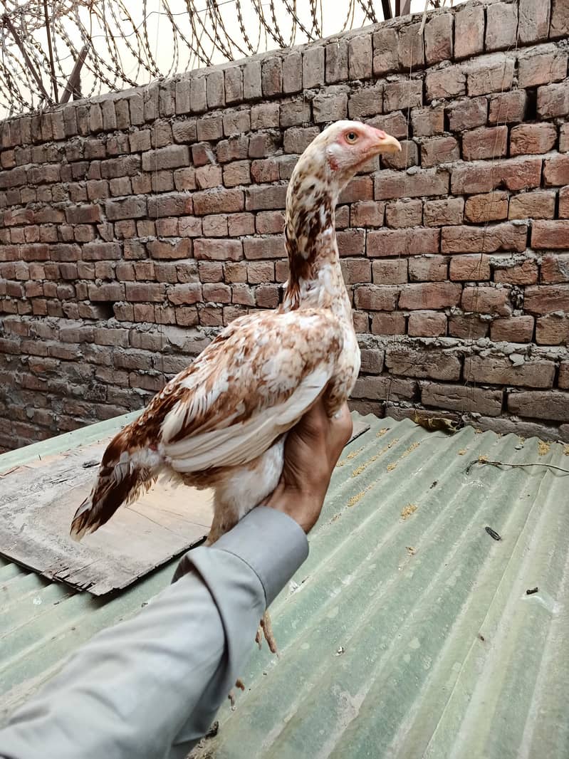 اعلیٰ و نایاب کوالٹی اصیل مرغیاں برائے فروخت 3