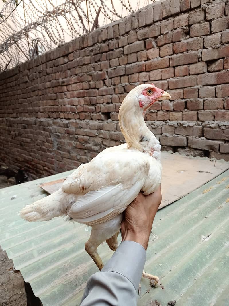 اعلیٰ و نایاب کوالٹی اصیل مرغیاں برائے فروخت 5
