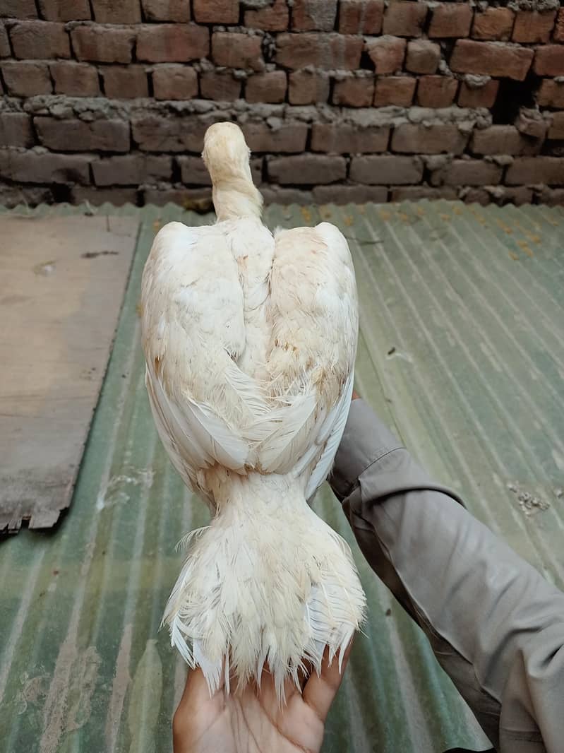 اعلیٰ و نایاب کوالٹی اصیل مرغیاں برائے فروخت 6