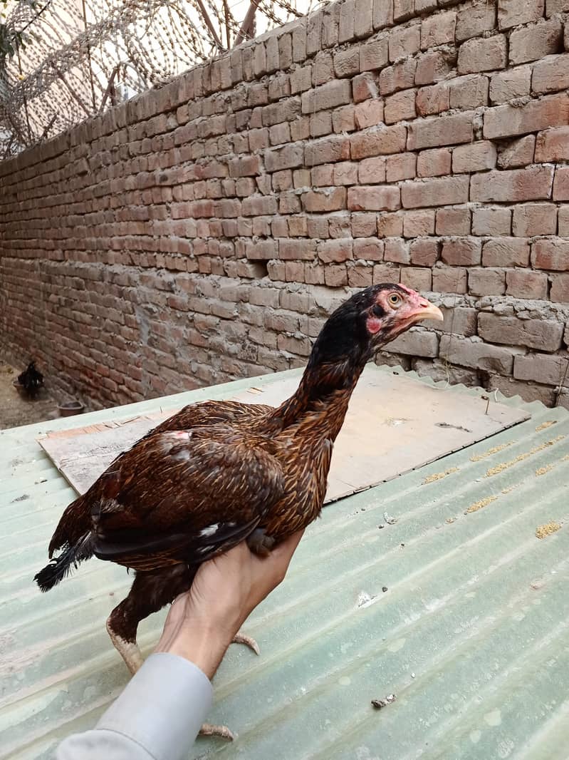 اعلیٰ و نایاب کوالٹی اصیل مرغیاں برائے فروخت 7