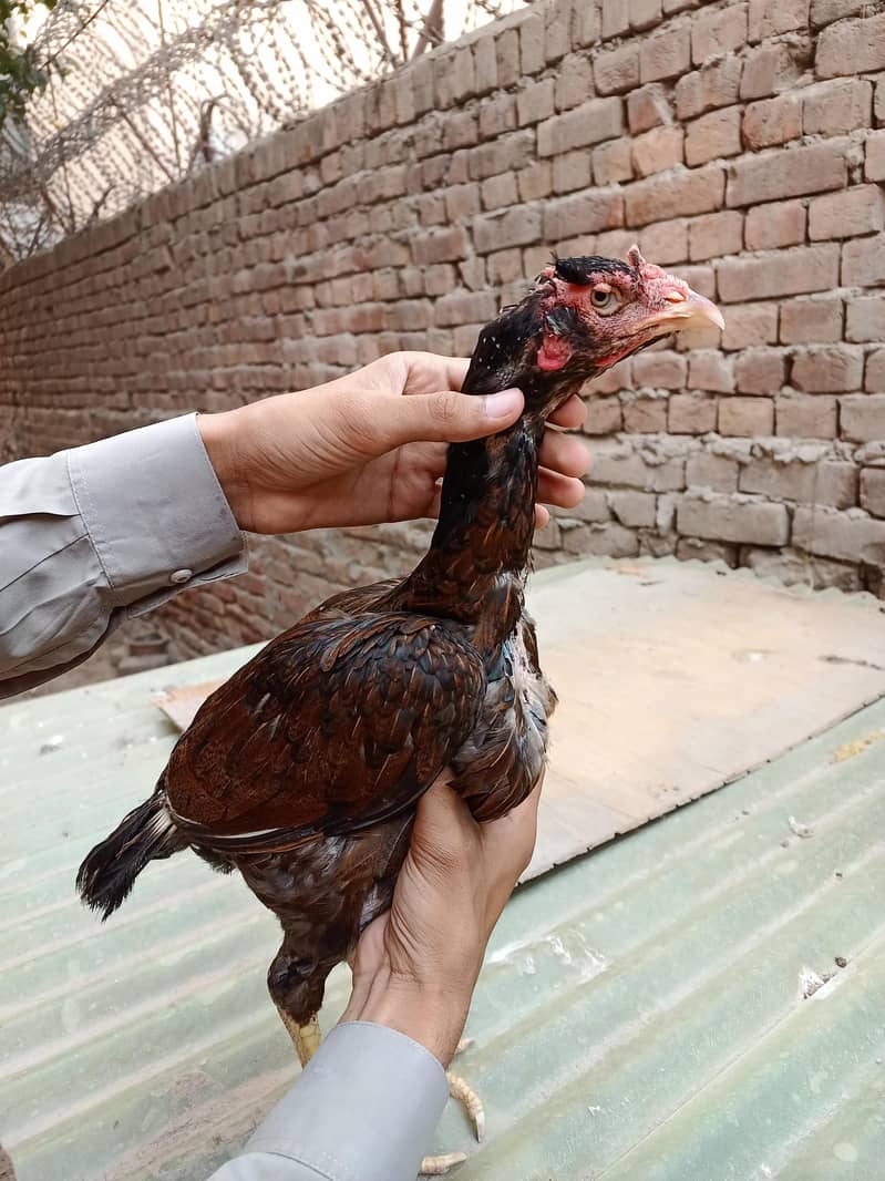 اعلیٰ و نایاب کوالٹی اصیل مرغیاں برائے فروخت 9