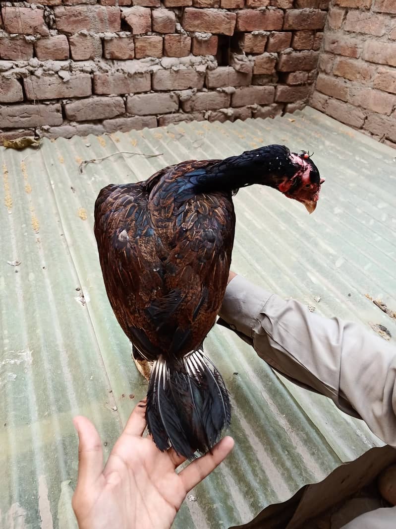 اعلیٰ و نایاب کوالٹی اصیل مرغیاں برائے فروخت 11