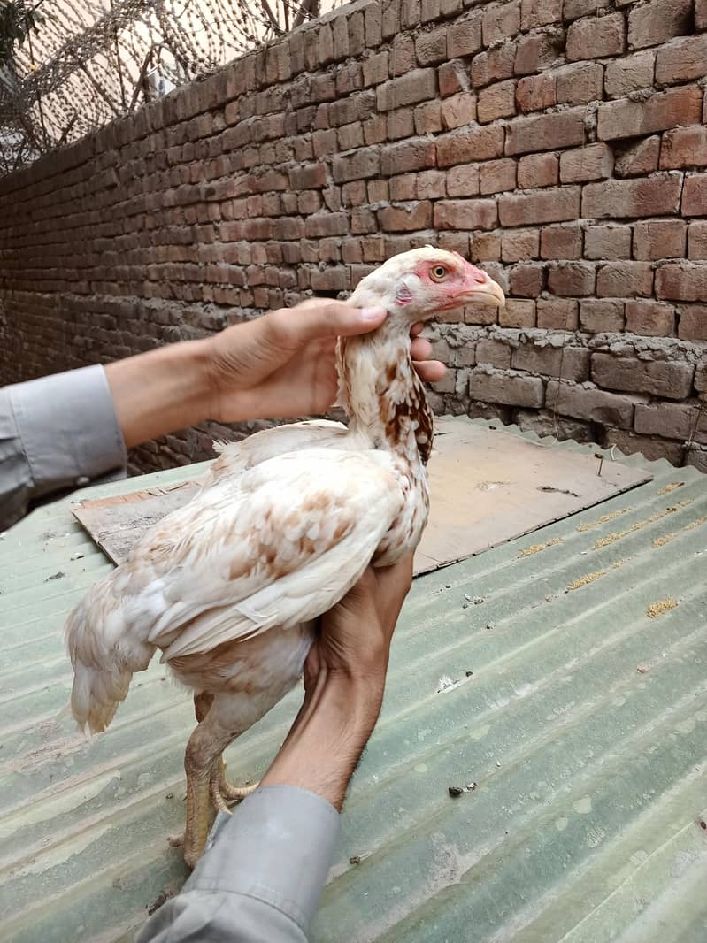 اعلیٰ و نایاب کوالٹی اصیل مرغیاں برائے فروخت 12