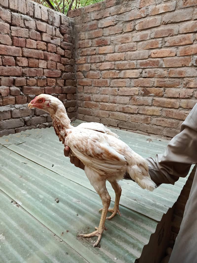 اعلیٰ و نایاب کوالٹی اصیل مرغیاں برائے فروخت 13