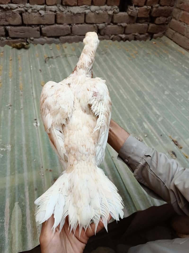 اعلیٰ و نایاب کوالٹی اصیل مرغیاں برائے فروخت 15