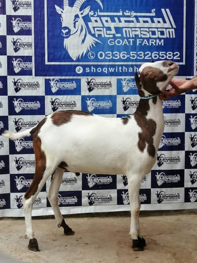 donda bakra, Qurbani waly bakray, Tedday bakray, bakra , Goat, Dunmba