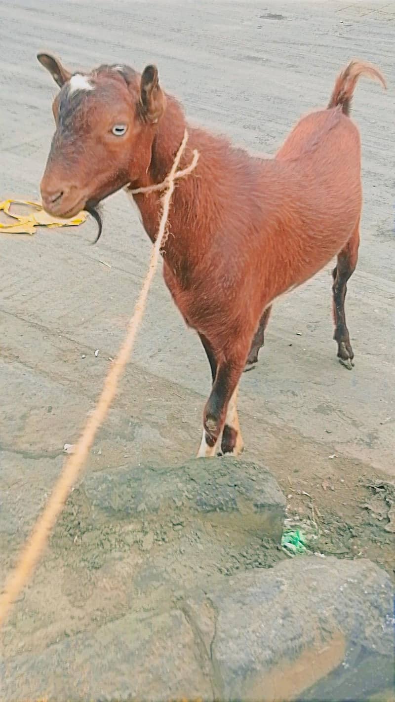 donda bakra, Qurbani waly bakray, Tedday bakray, bakra , Goat, Dunmba ...