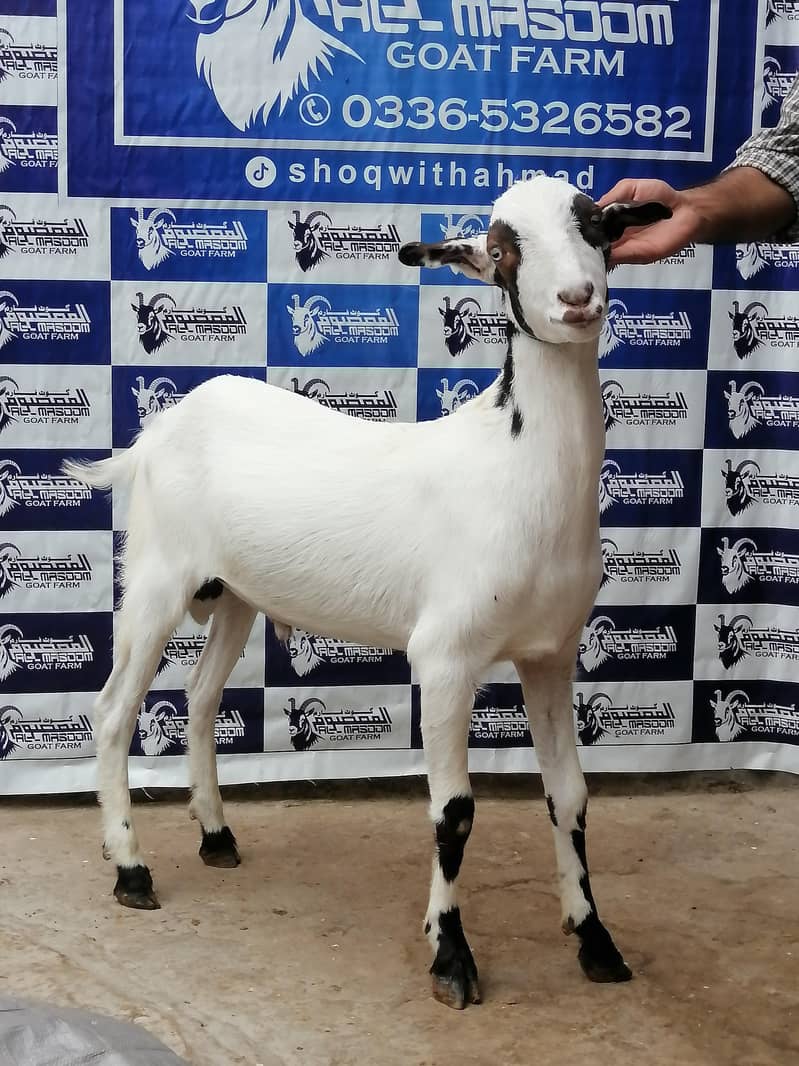 donda bakra, Qurbani waly bakray, Tedday bakray, bakra , Goat, Dunmba ...