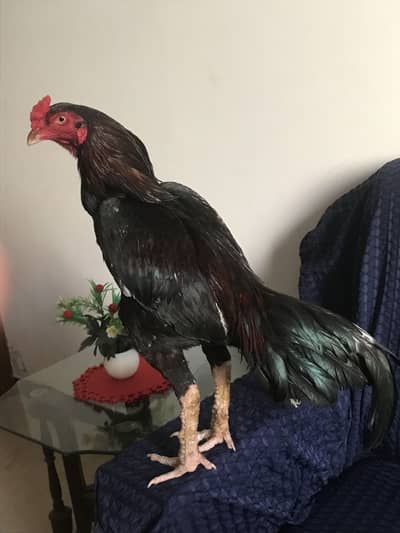 Aseel murga for sale location wah caant