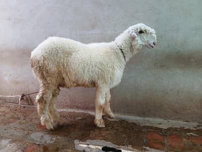 Mundra Chatra / Dumba / Dumbi / Bakra / Bakri
