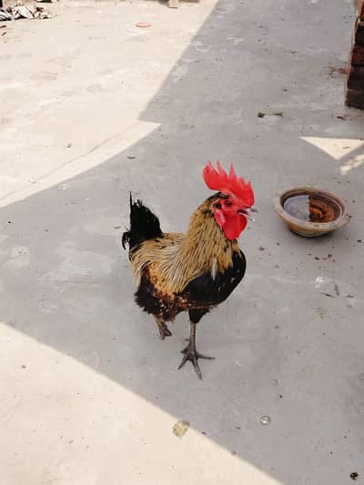 Fancy chicken / Dassi chicken / gangi murgi