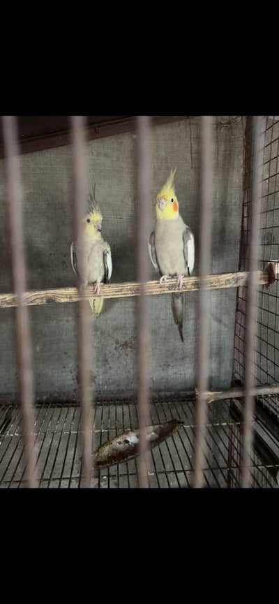 Cocktail Pairs With chicks, Hogoromo Female