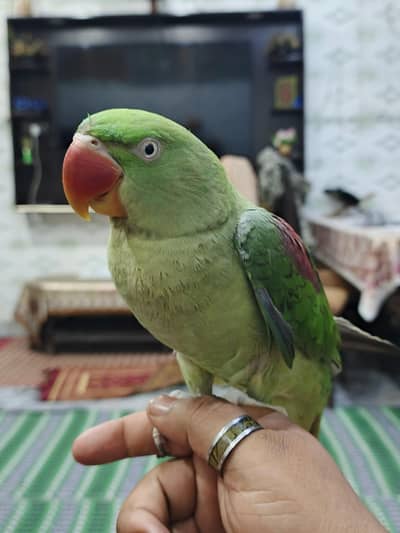 Raw Parrot Home feed