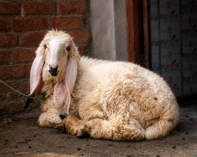 قربانی کے صحت مند چھترا دستیاب ہے / Qurbani animal