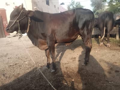 qurbani bull for sale