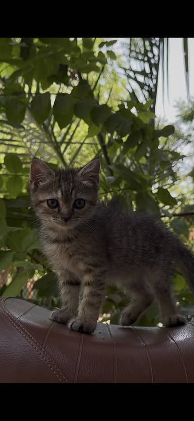 Persian cats