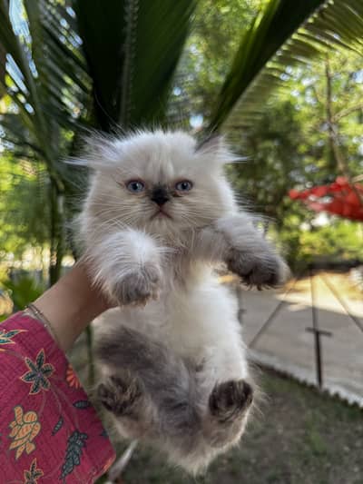 Persian cats