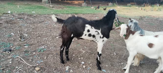 Bakra