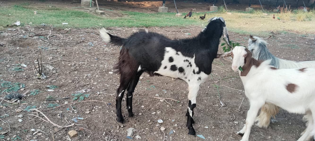 Bakra 0