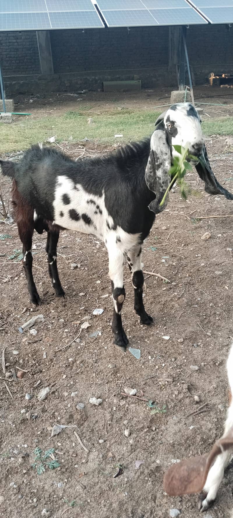 Bakra 3